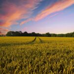 countryside, harvest, agriculture-2326787.jpg